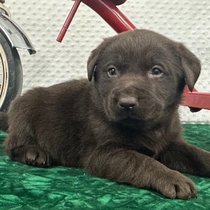 Labrador Retriever Puppy Cain