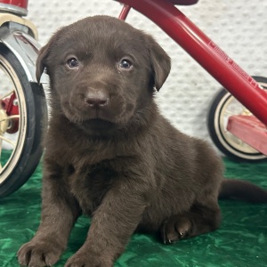 Labrador Retriever Puppy Cain