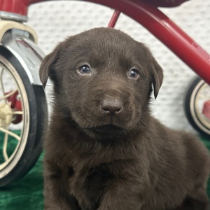 Labrador Retriever Puppy Cain