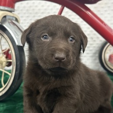 Labrador Retriever Puppy Cain