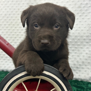 Labrador Retriever Puppy Cain