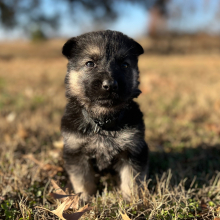 German Shepherd Dog Puppy Zek
