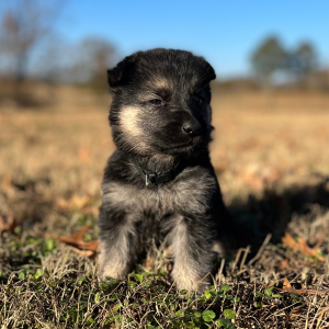 German Shepherd Dog Puppy Zek