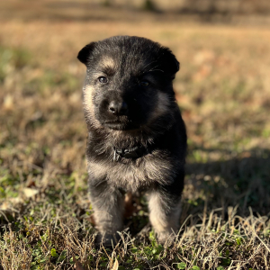 German Shepherd Dog Puppy Zek