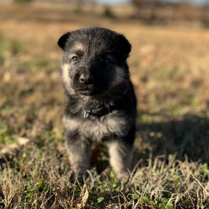 German Shepherd Dog Puppy Zek