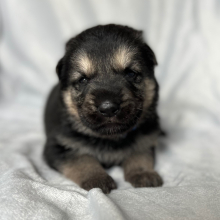 German Shepherd Dog Puppy Zack