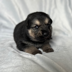 German Shepherd Dog Puppy Zack