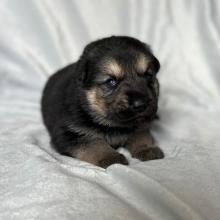 German Shepherd Dog Puppy Zack