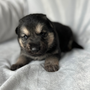 German Shepherd Dog Puppy Zack