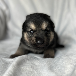 German Shepherd Dog Puppy Zack
