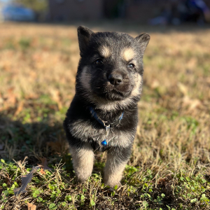 German Shepherd Dog Puppy Zack