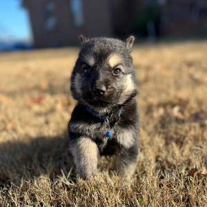 German Shepherd Dog Puppy Zack