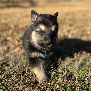 German Shepherd Dog Puppy Zack