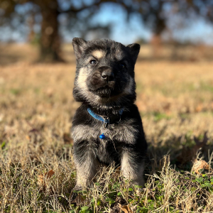 German Shepherd Dog Puppy Zack