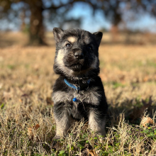 German Shepherd Dog Puppy Zack