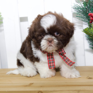 Shih Tzu Puppy Tori