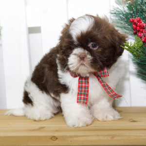 Shih Tzu Puppy Tori