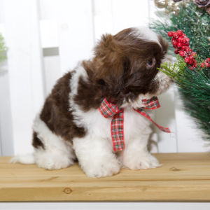 Shih Tzu Puppy Tori