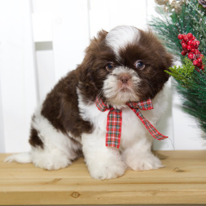 Shih Tzu Puppy Tori
