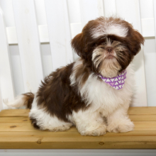 Shih Tzu Puppy Tori