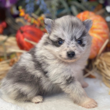 Pomeranian Puppy Starla