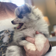 Pomeranian Puppy Starla