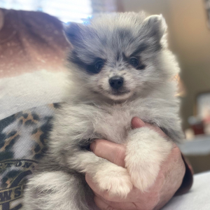 Pomeranian Puppy Starla