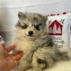 Pomeranian Puppy Starla