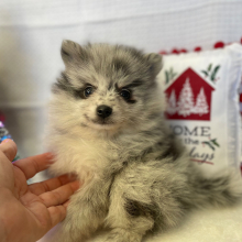 Pomeranian Puppy Starla