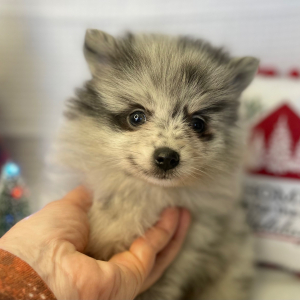 Pomeranian Puppy Starla