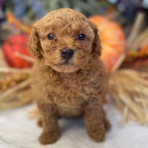 Poodle Puppy Thadeus