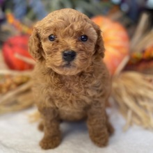 Poodle Puppy Thadeus