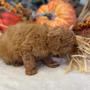 Poodle Puppy Thadeus