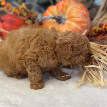 Poodle Puppy Thadeus