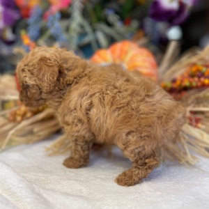 Poodle Puppy Thadeus