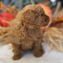 Poodle Puppy Thadeus