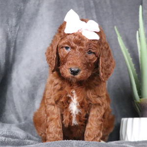 Poodle Puppy Frances