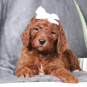 Poodle Puppy Frances