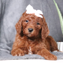 Poodle Puppy Frances