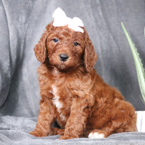Poodle Puppy Frances