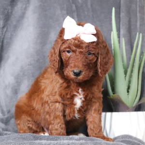 Poodle Puppy Frances