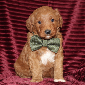 Goldendoodle Puppy Dasher