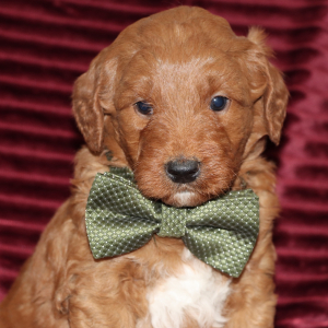 Goldendoodle Puppy Dasher