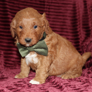 Goldendoodle Puppy Dasher