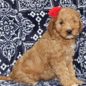 Goldendoodle Puppy Delanie