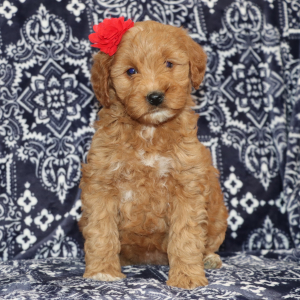 Goldendoodle Puppy Delanie