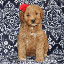 Goldendoodle Puppy Delanie