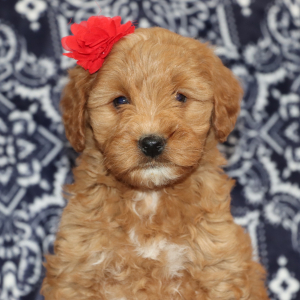 Goldendoodle Puppy Delanie