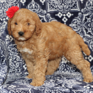 Goldendoodle Puppy Delanie