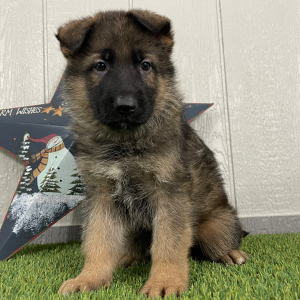 German Shepherd Dog Puppy Ozzy